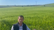 Seyran (Arpa Tohumu)