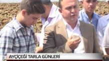 ALİOLİ Yağlık Ayçiçeği Tarla Günü Hasadı